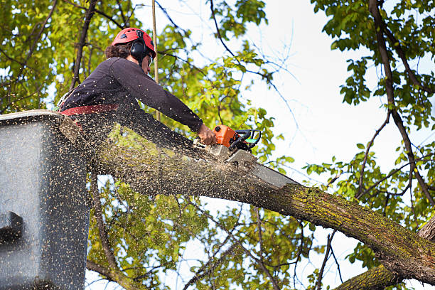 Trusted West Union, OH Tree Care  Experts